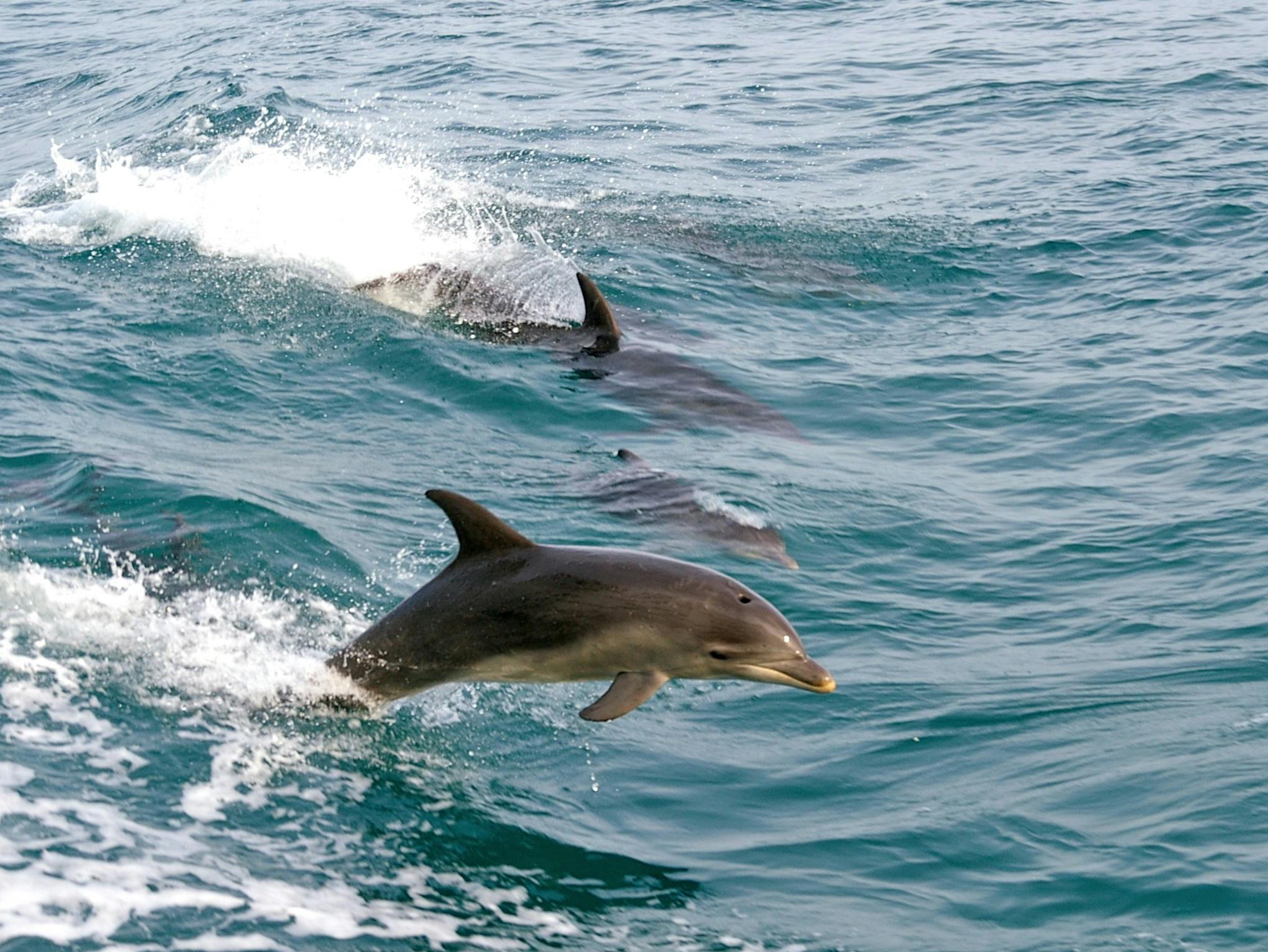 Dolphins frollicking beside the Searoad Ferries