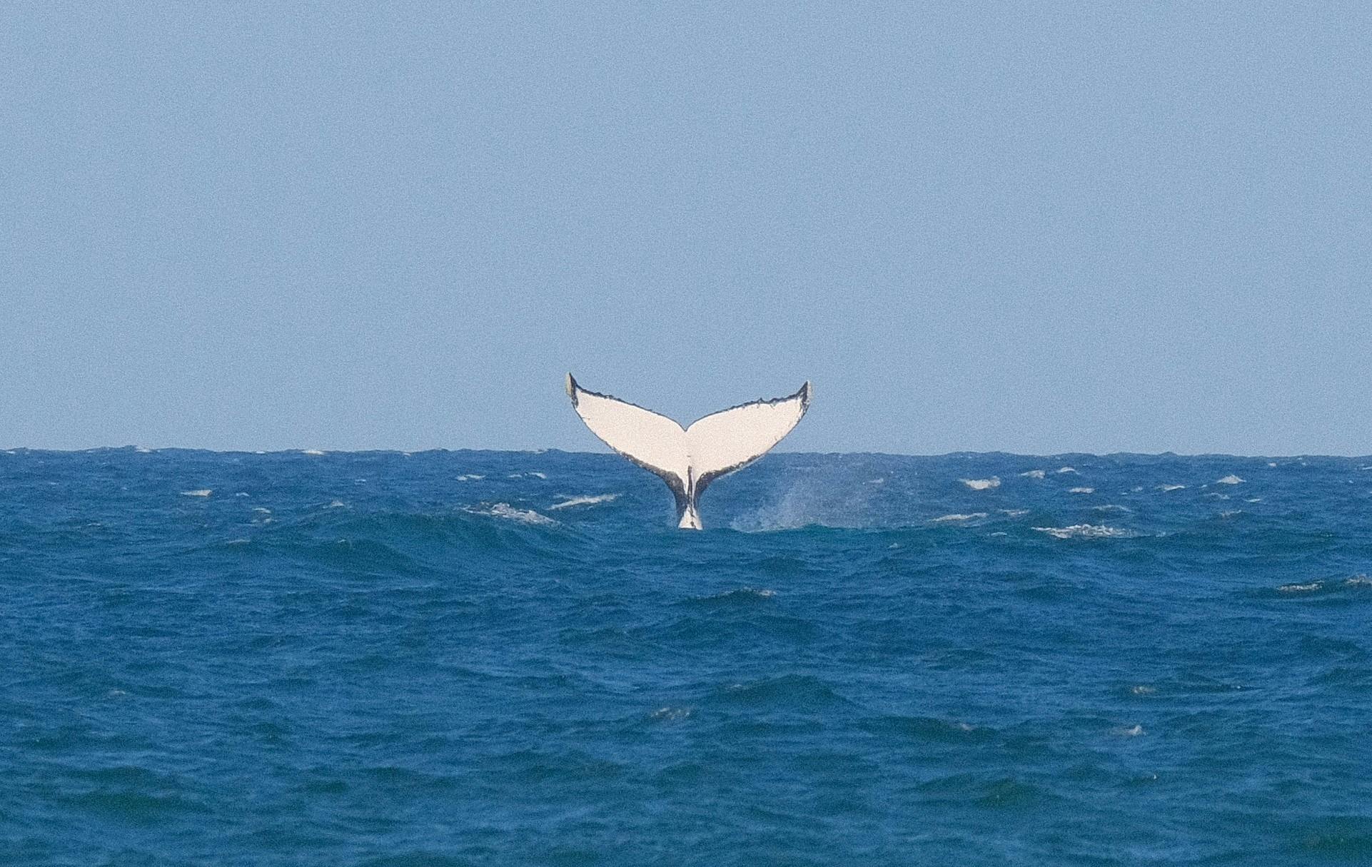 Whale Watching along the Yuraygir Coastal Walk