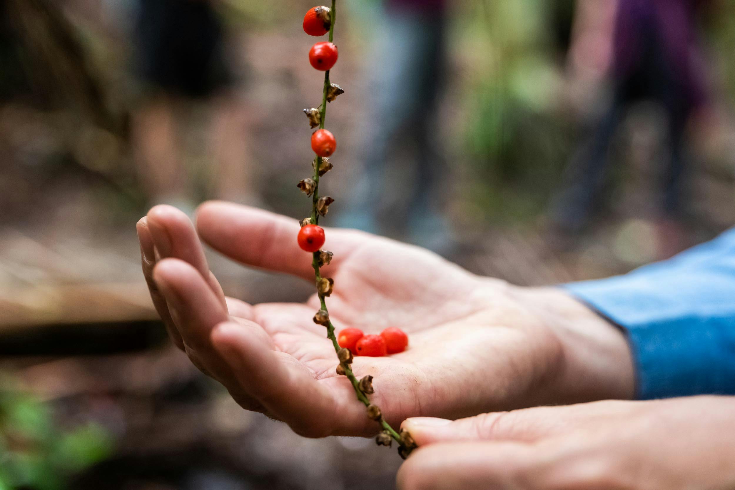 Australian bush foods