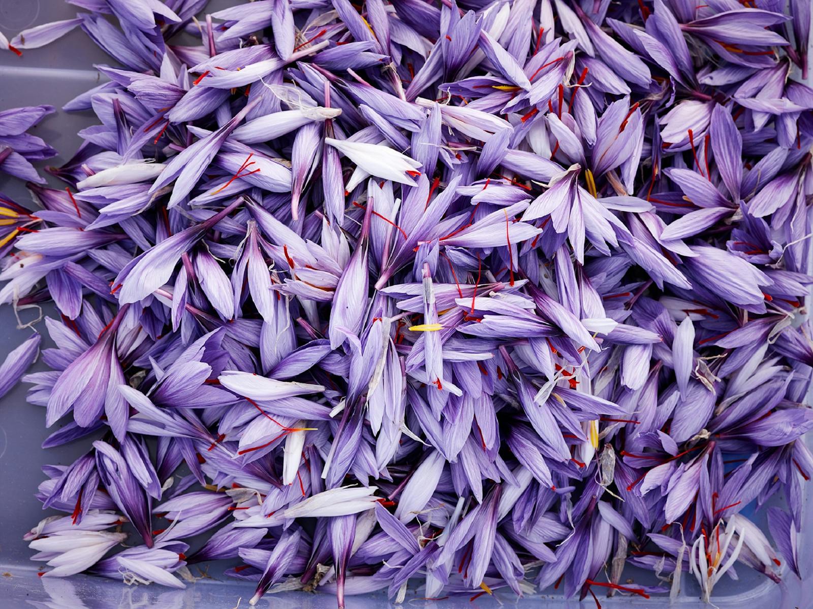 Lilac coloured saffron flowers after being picked early in the morning