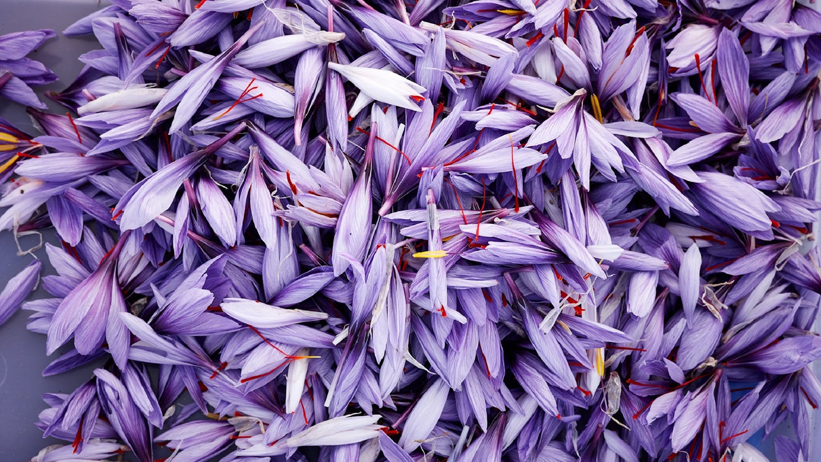 Harvested saffron flowers