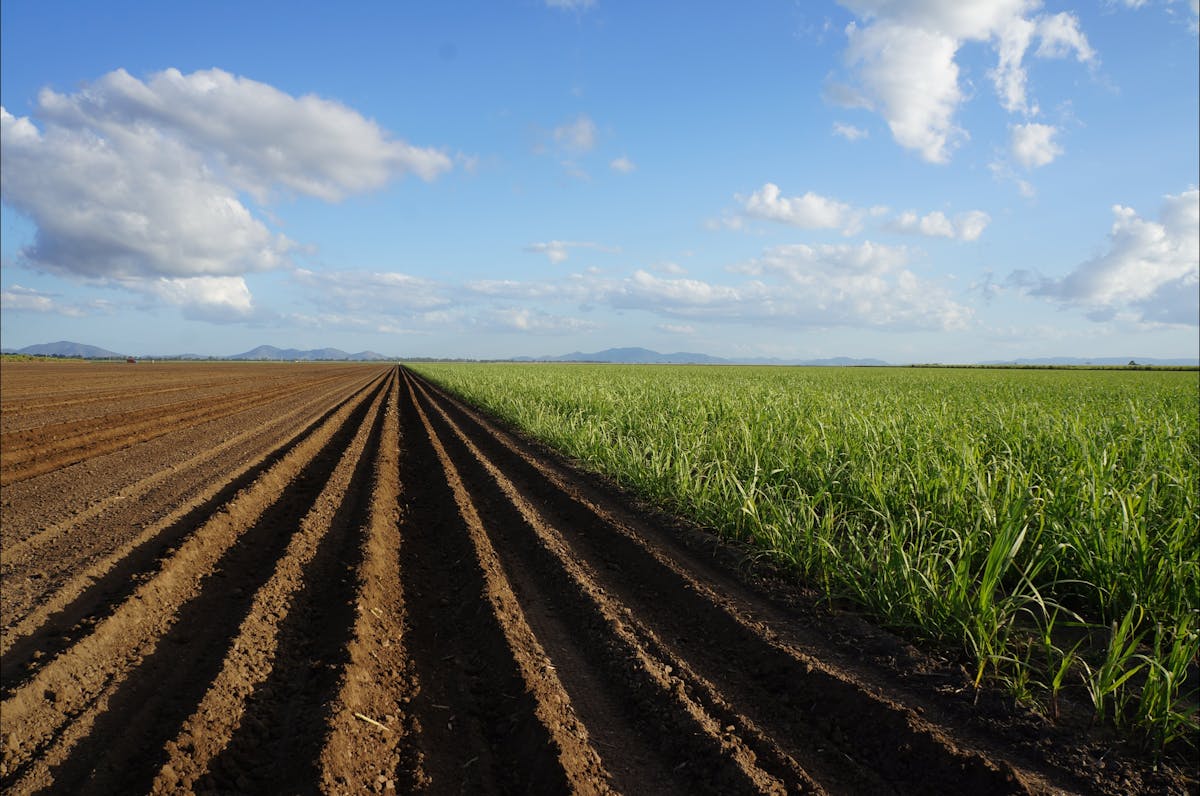 Recently planted Sugarcane Fields