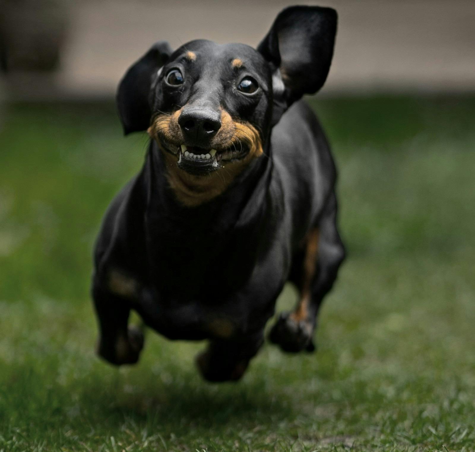 Dachshund Dash in Wagga Wagga
