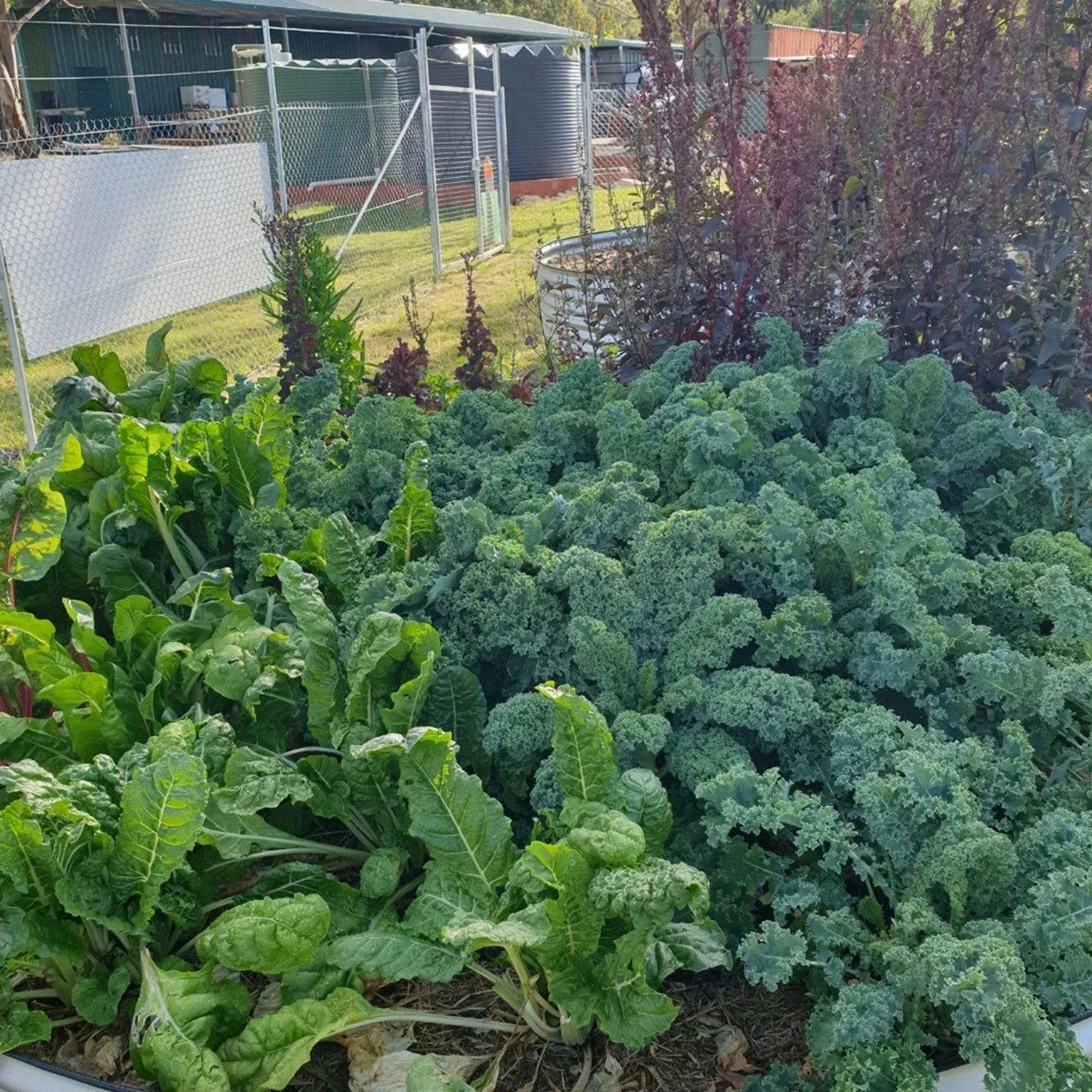 Tamworth Community Garden