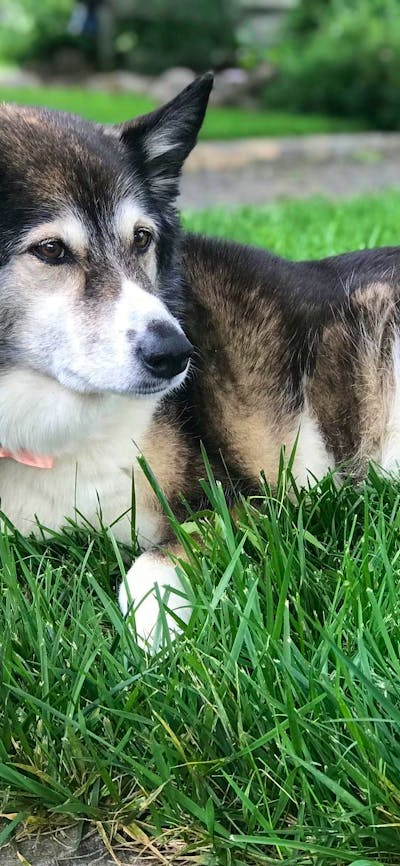 Mollie on the lawn