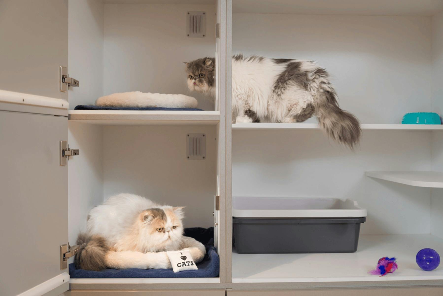 The Penthouse Condo offers two-storey climate-controlled, comfortable cat accomodation.