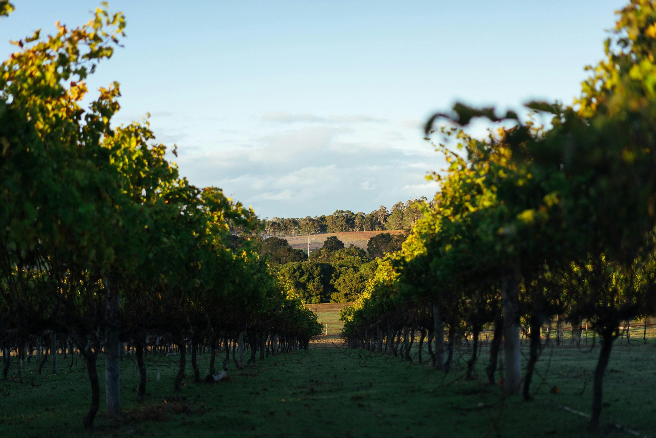 Glenarty Road Wines