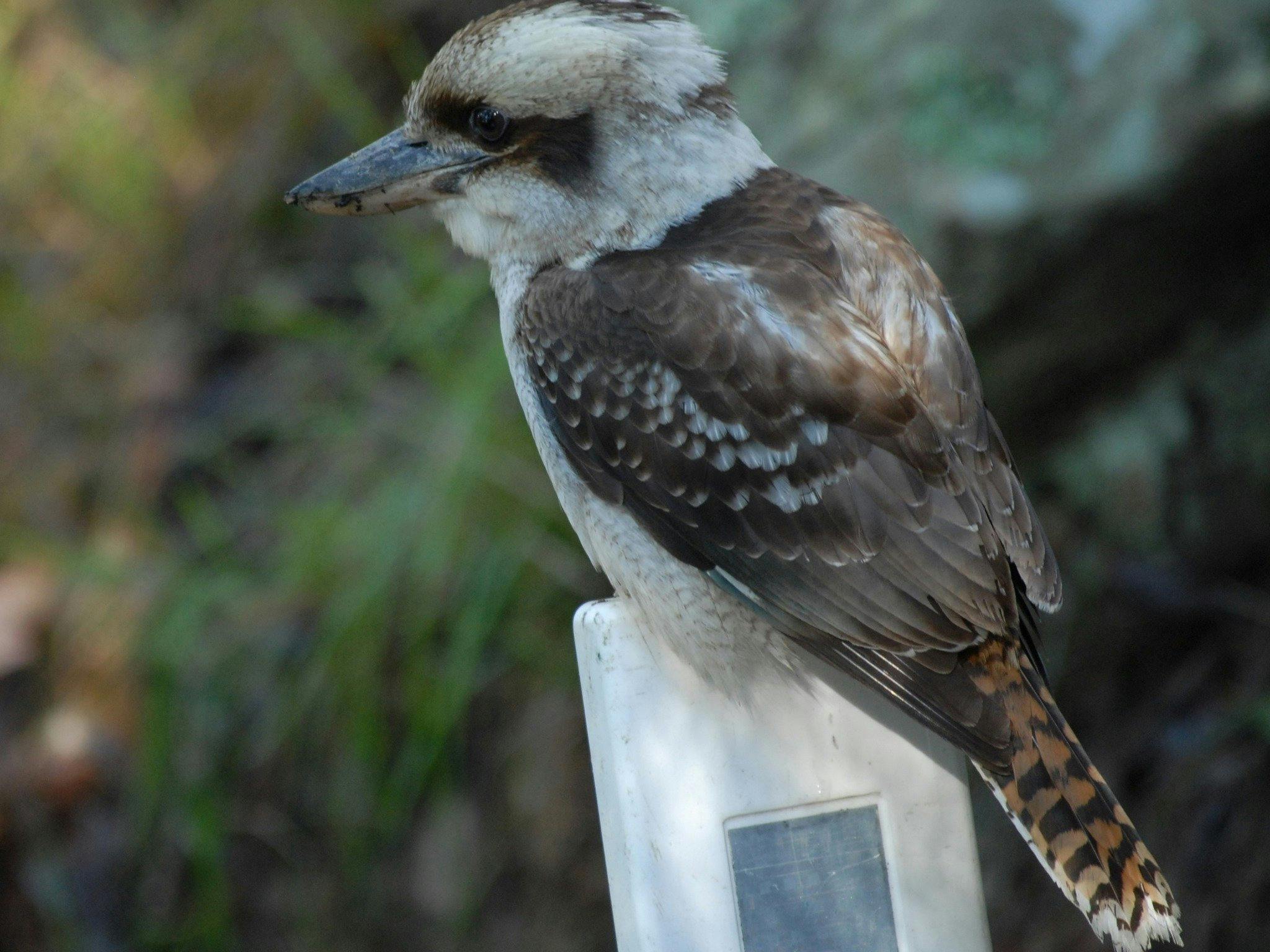 ワライカワセミ