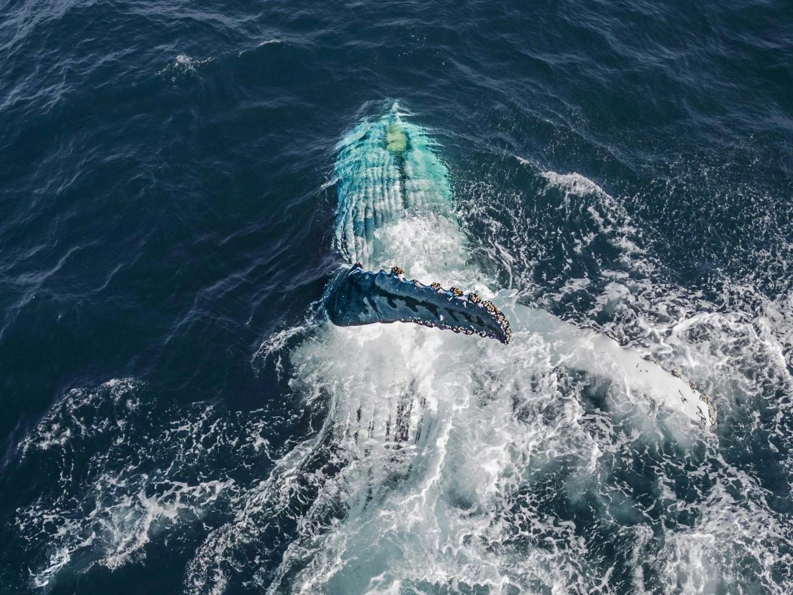 Taken outside the bay, Watching these curious animals up close is an experience like no other.