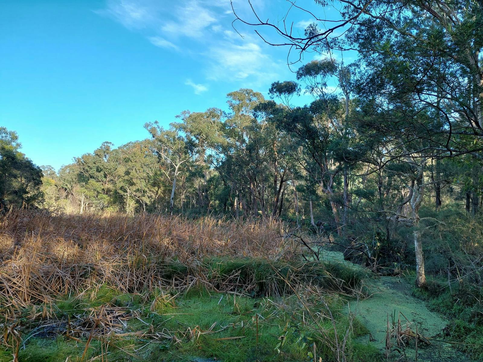 Lin Gordon Reserve