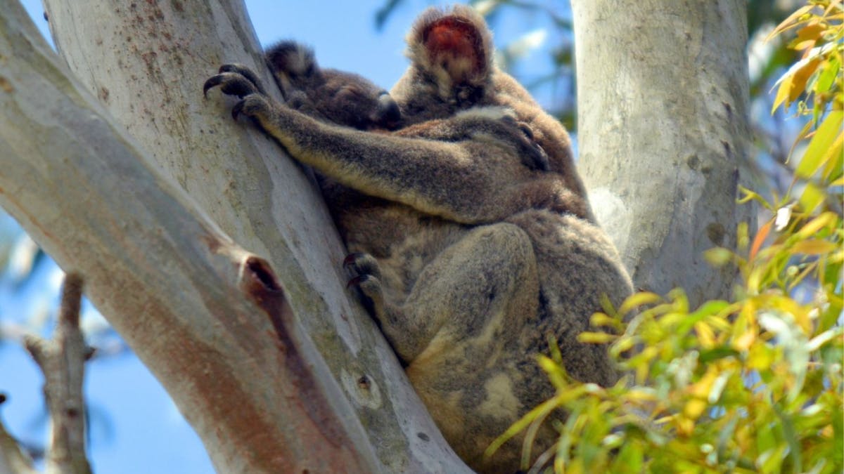 Koala in tree with baby Koala