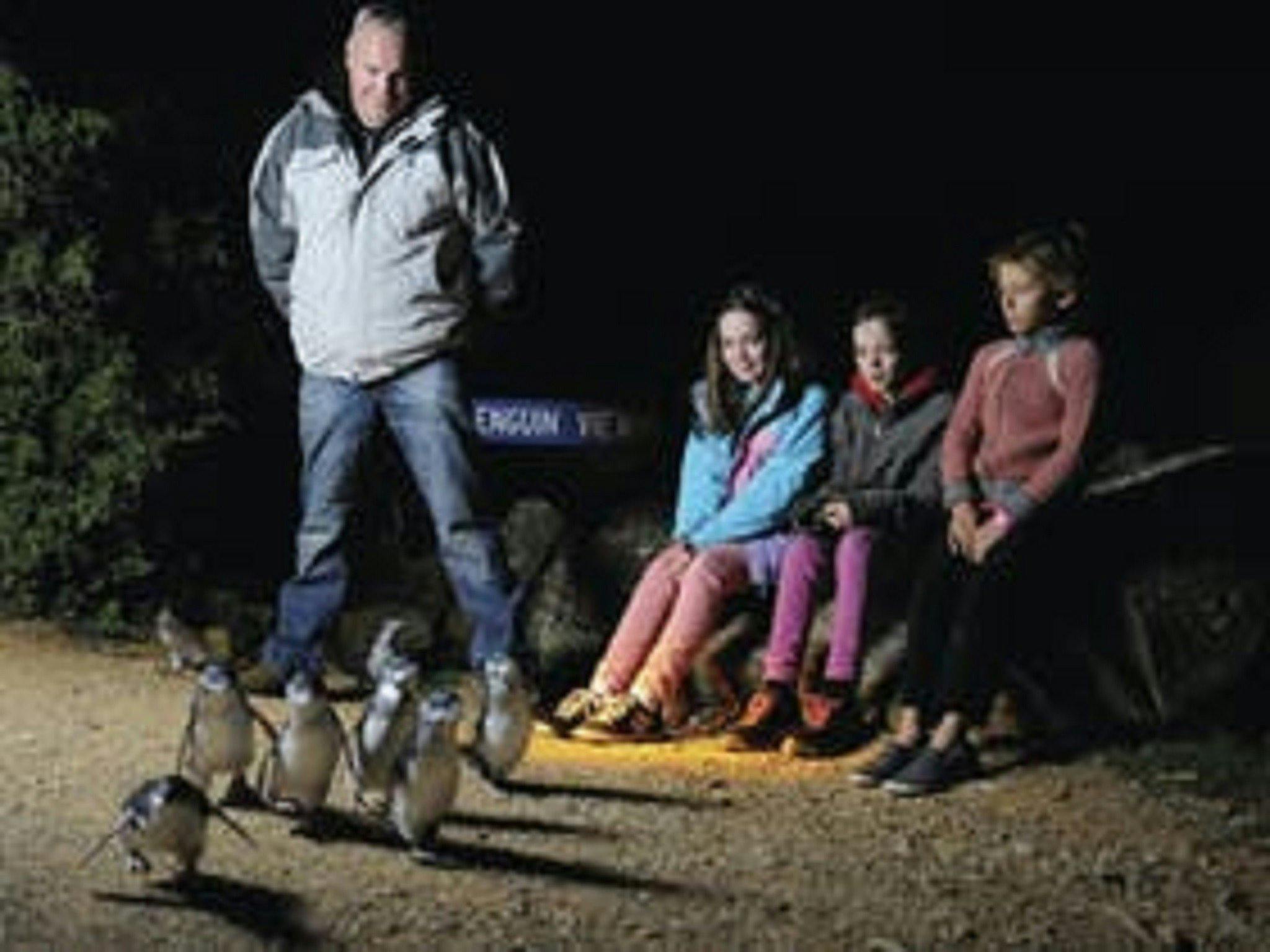 Low Head Penguin Tours - Low Head Fairy Penguin Colony Tour - Discover