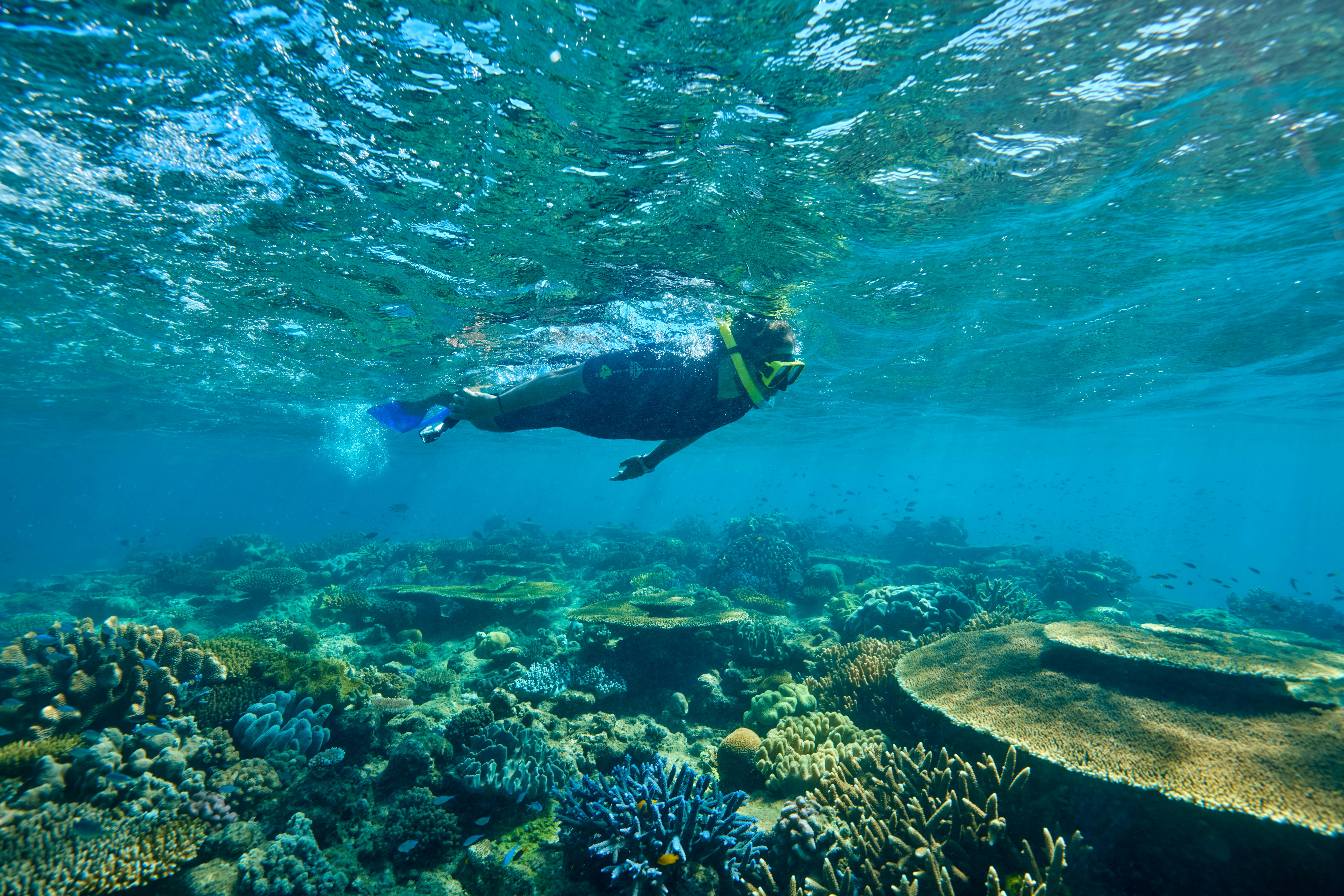 snorkelling Beaver reef