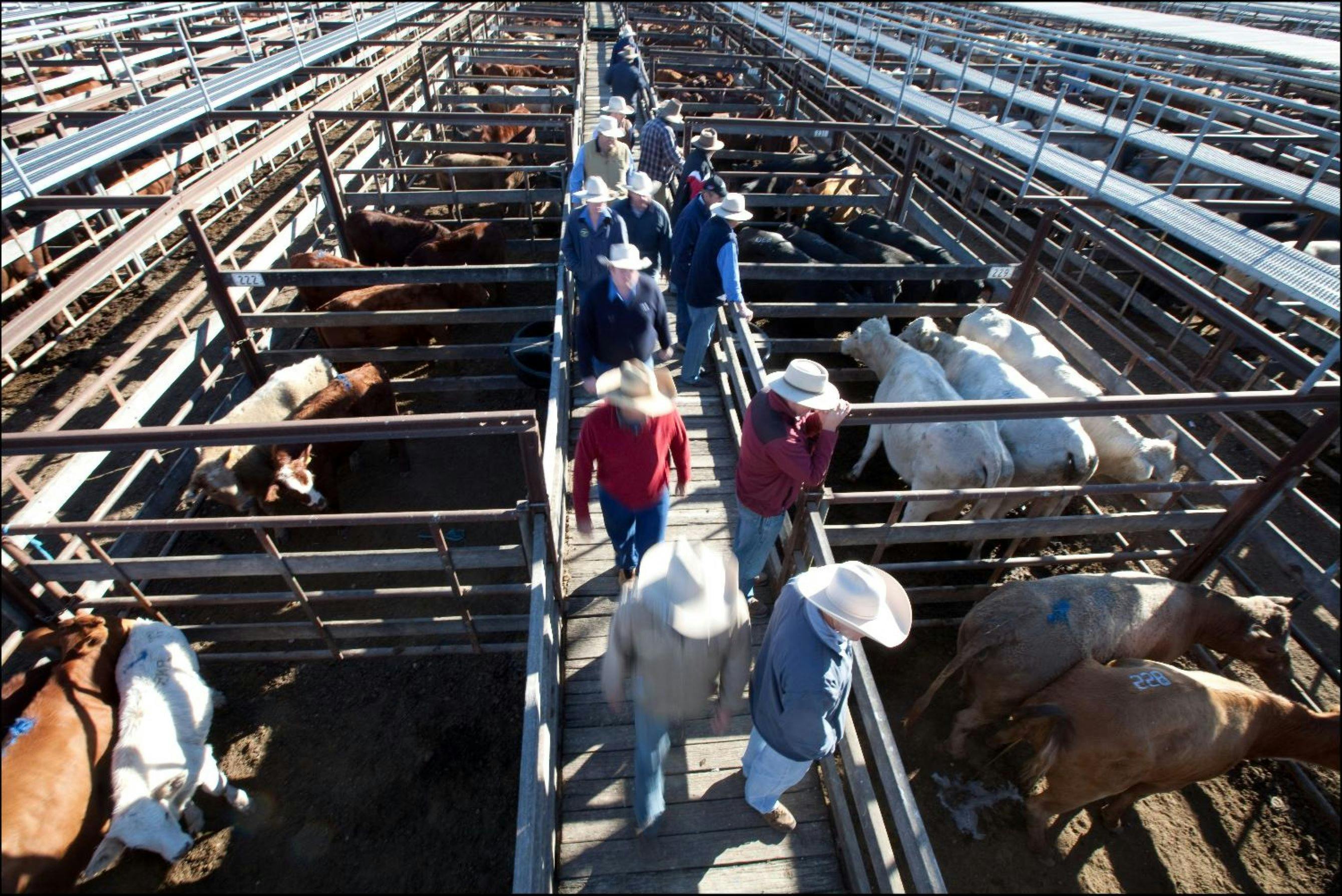 Cattle pens at saleyards