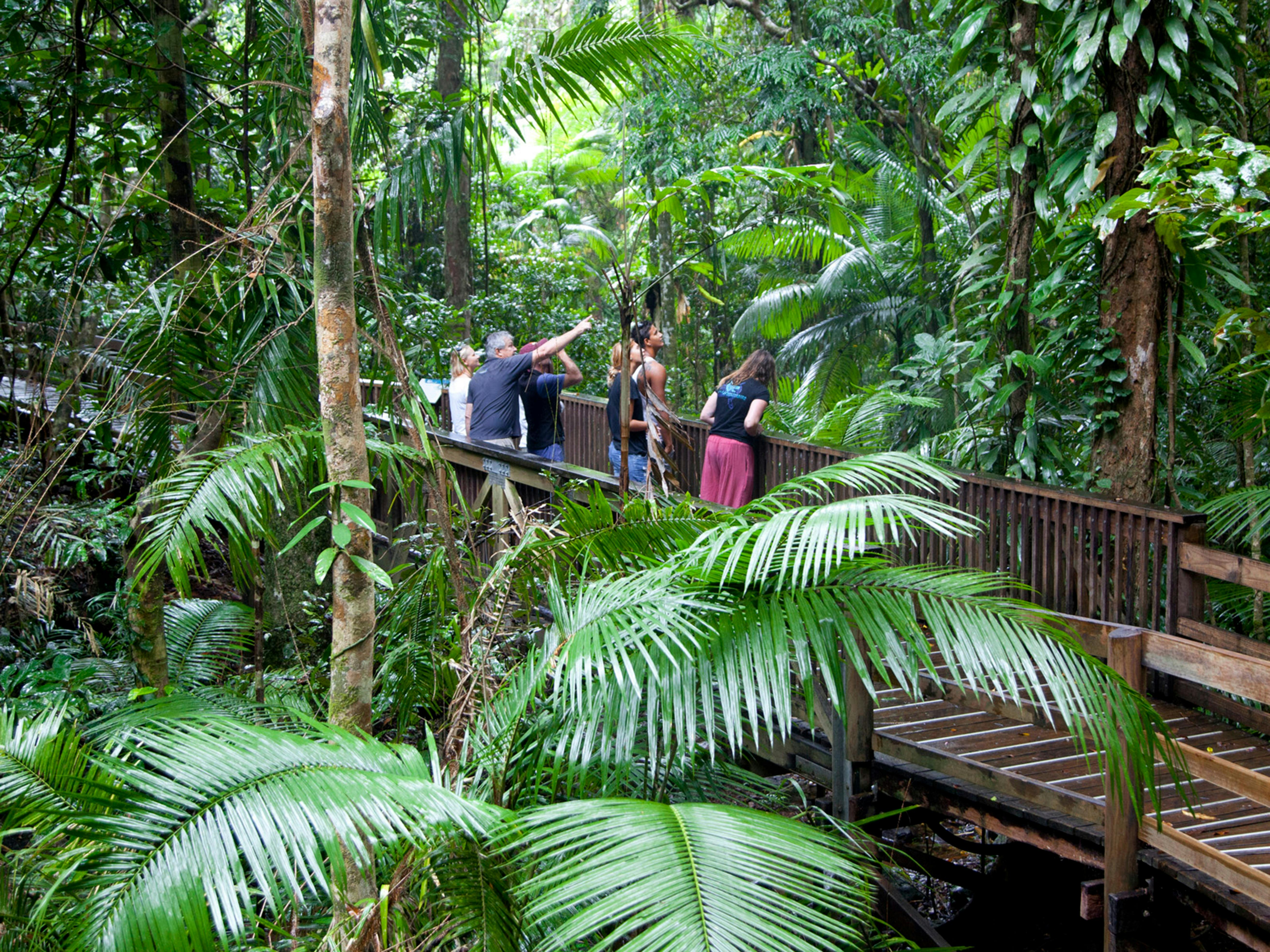 Guided rainforest boardwalks