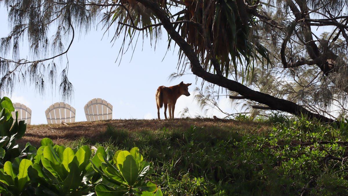 Dingo at The Haven