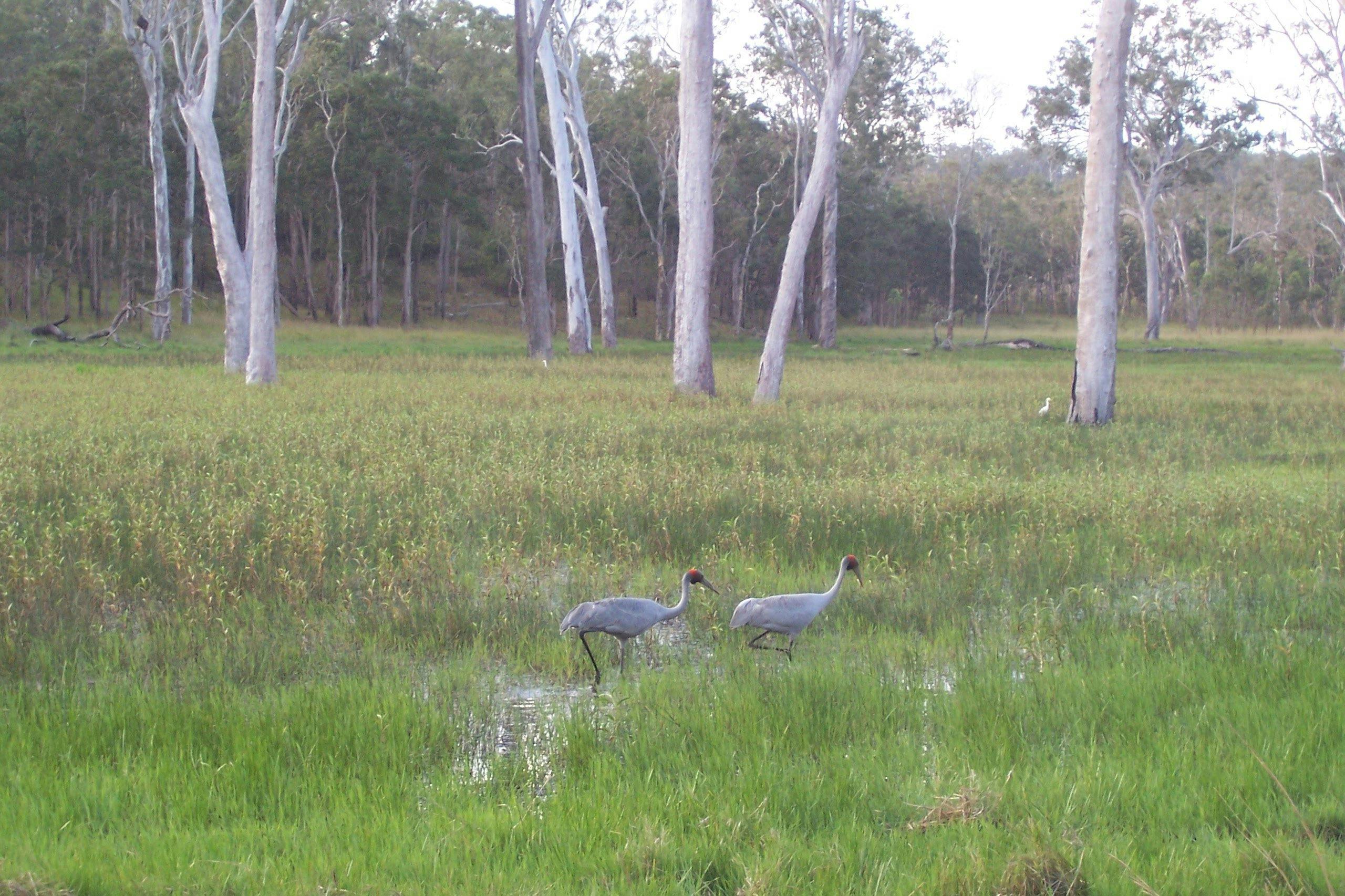 Wairuna, Girringun National Park