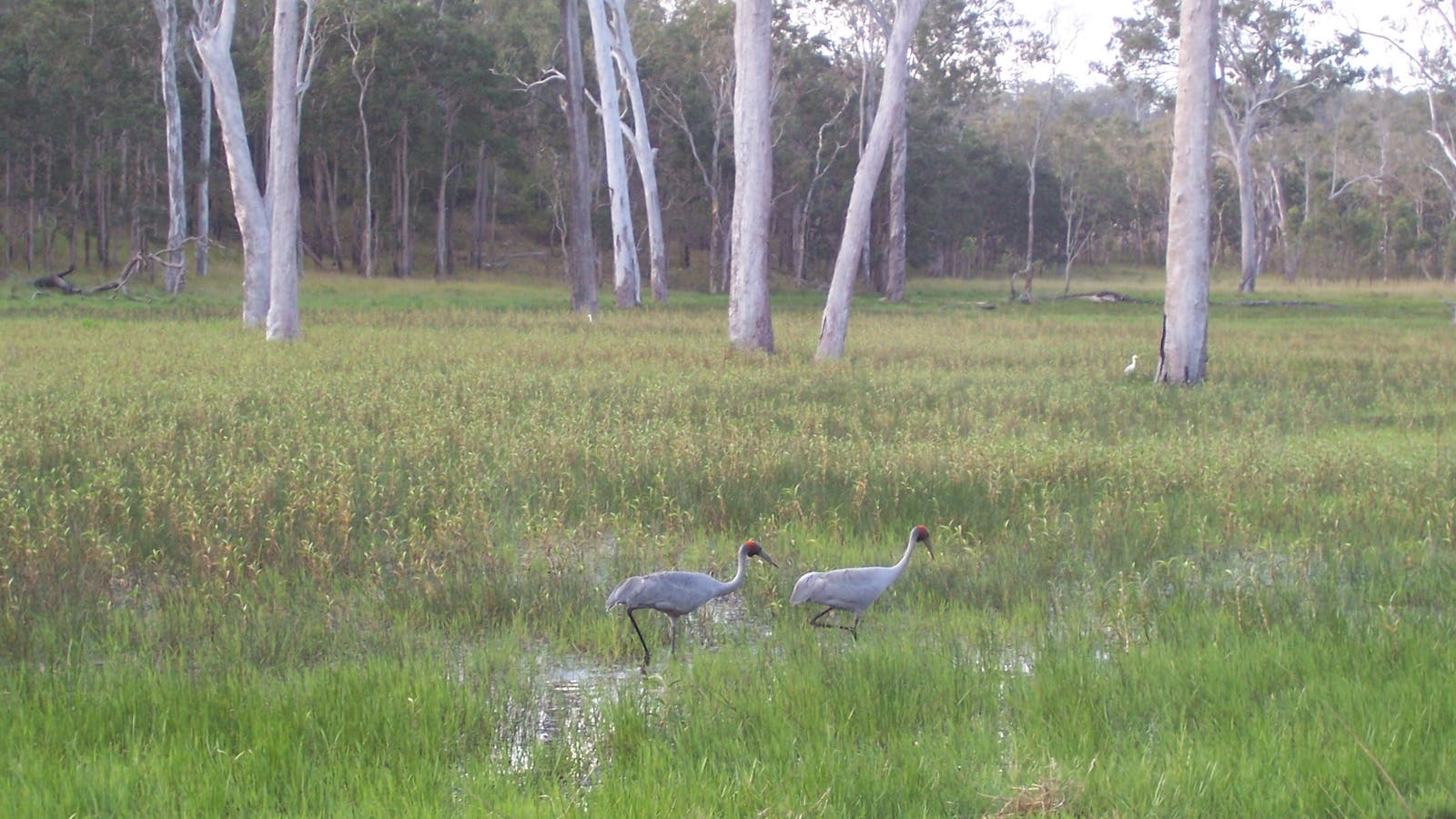 Wairuna, Girringun National Park