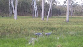 Wairuna, Girringun National Park