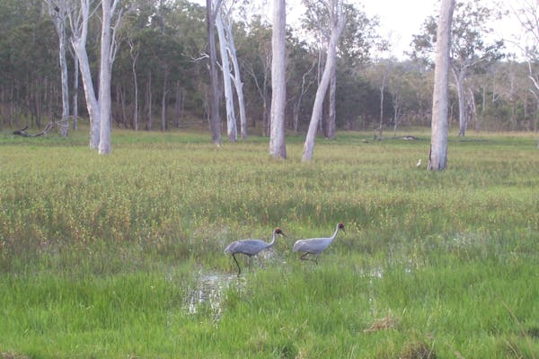 Wairuna, Girringun National Park