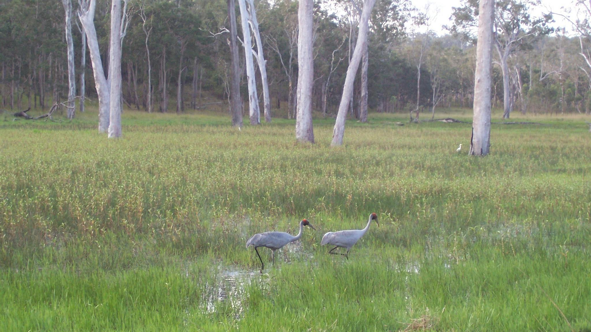 Saurus cranes in wetland, Wairuna Saurus cranes in wetland, Wairuna