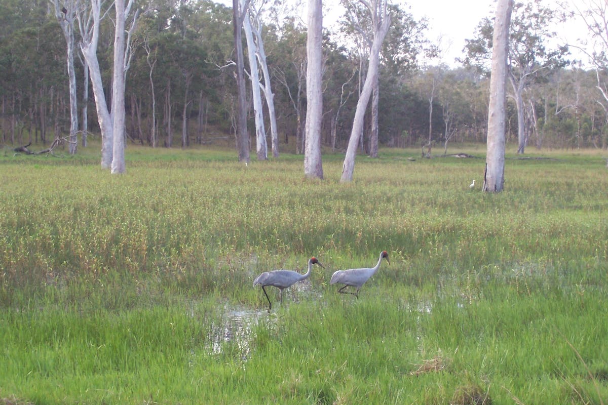Saurus cranes in wetland, Wairuna