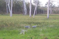 Saurus cranes in wetland, Wairuna