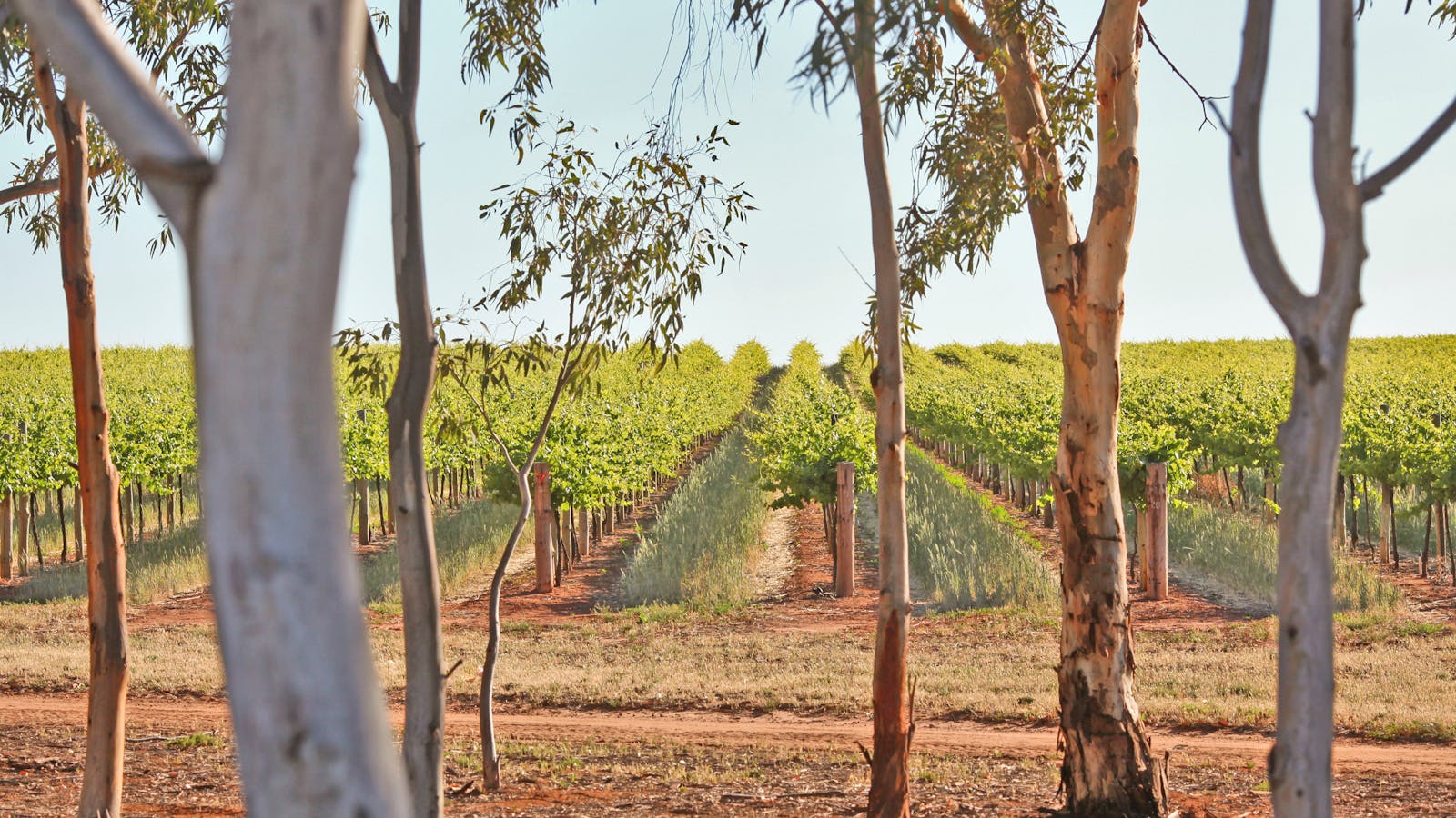 Trentham Estate Winery