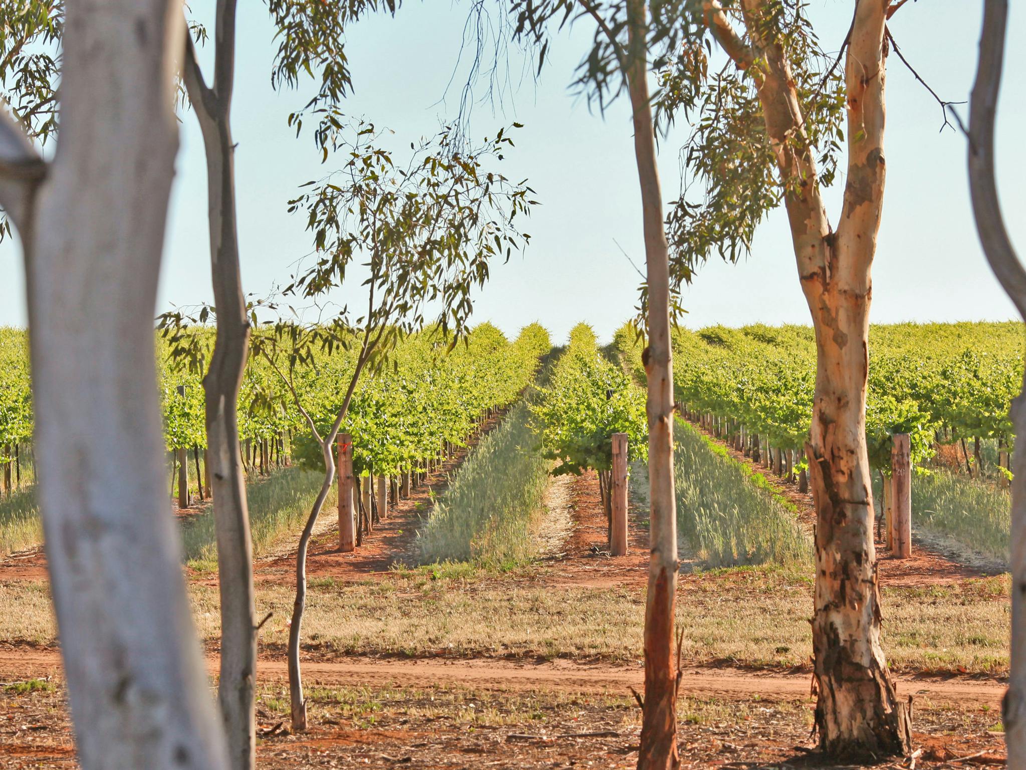 vineyards