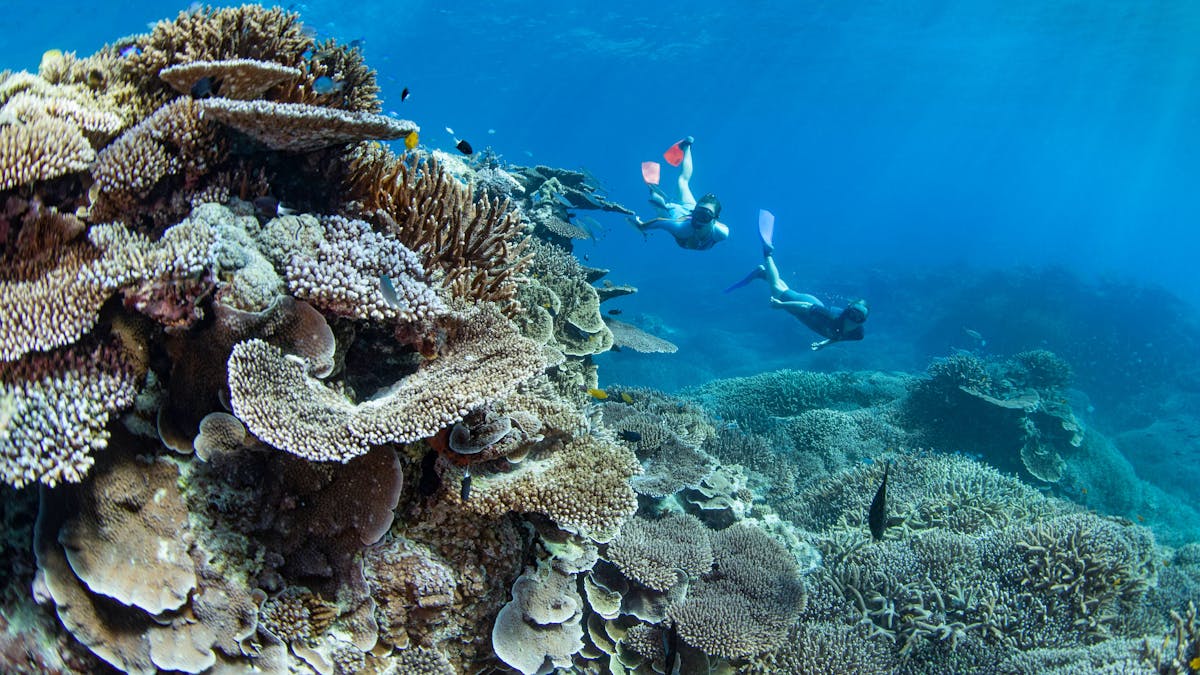 lady-elliot-island-great-barrier-reef-image lady-elliot-island-great-barrier-reef-image