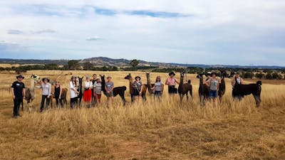 A group of people standing in a line in a paddock, with each person holding the lead of a llama.