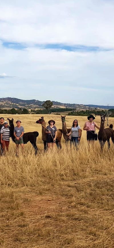 A group of people standing in a line in a paddock, with each person holding the lead of a llama.