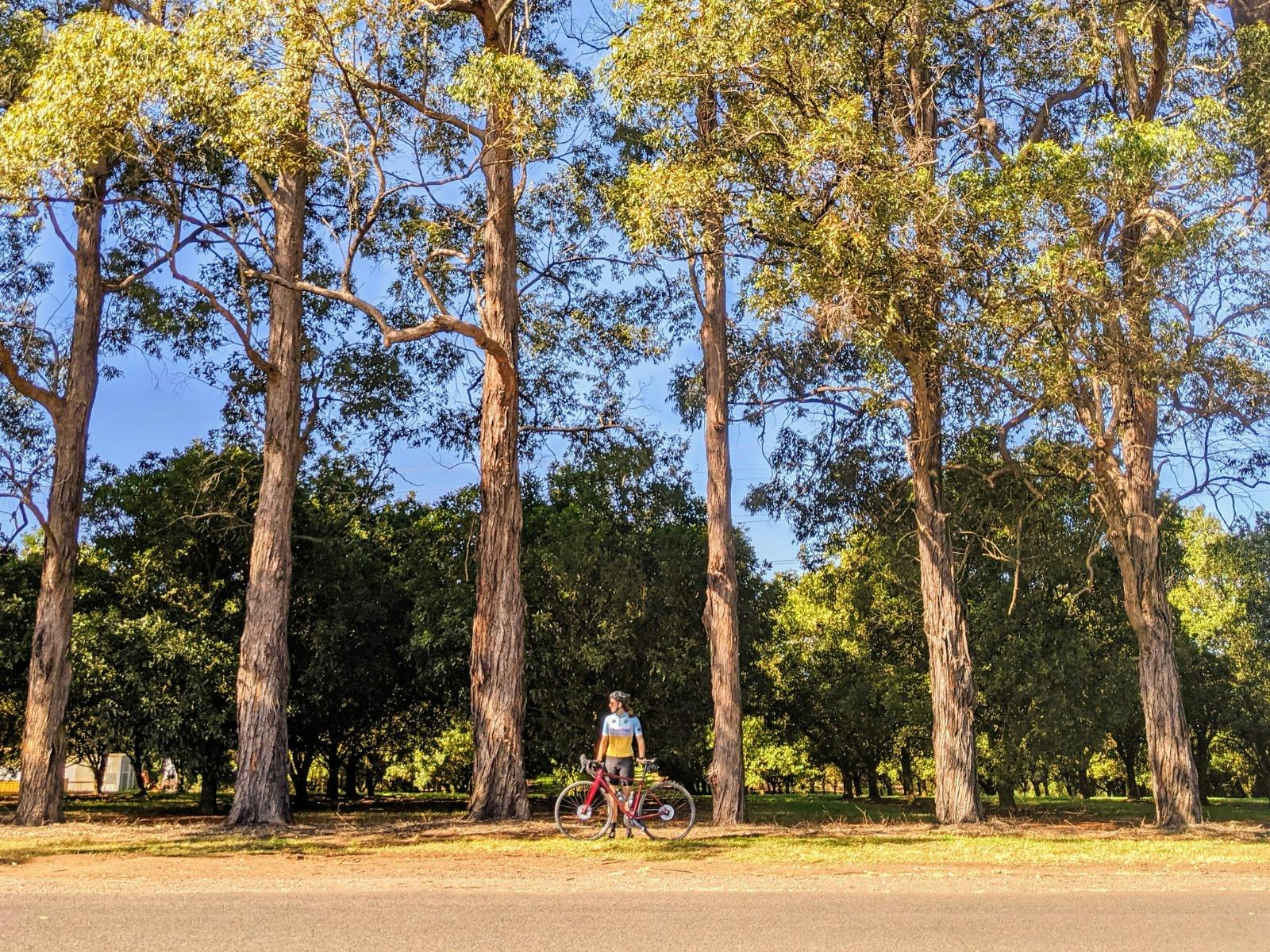 Lifecycles Tour Guide Alice