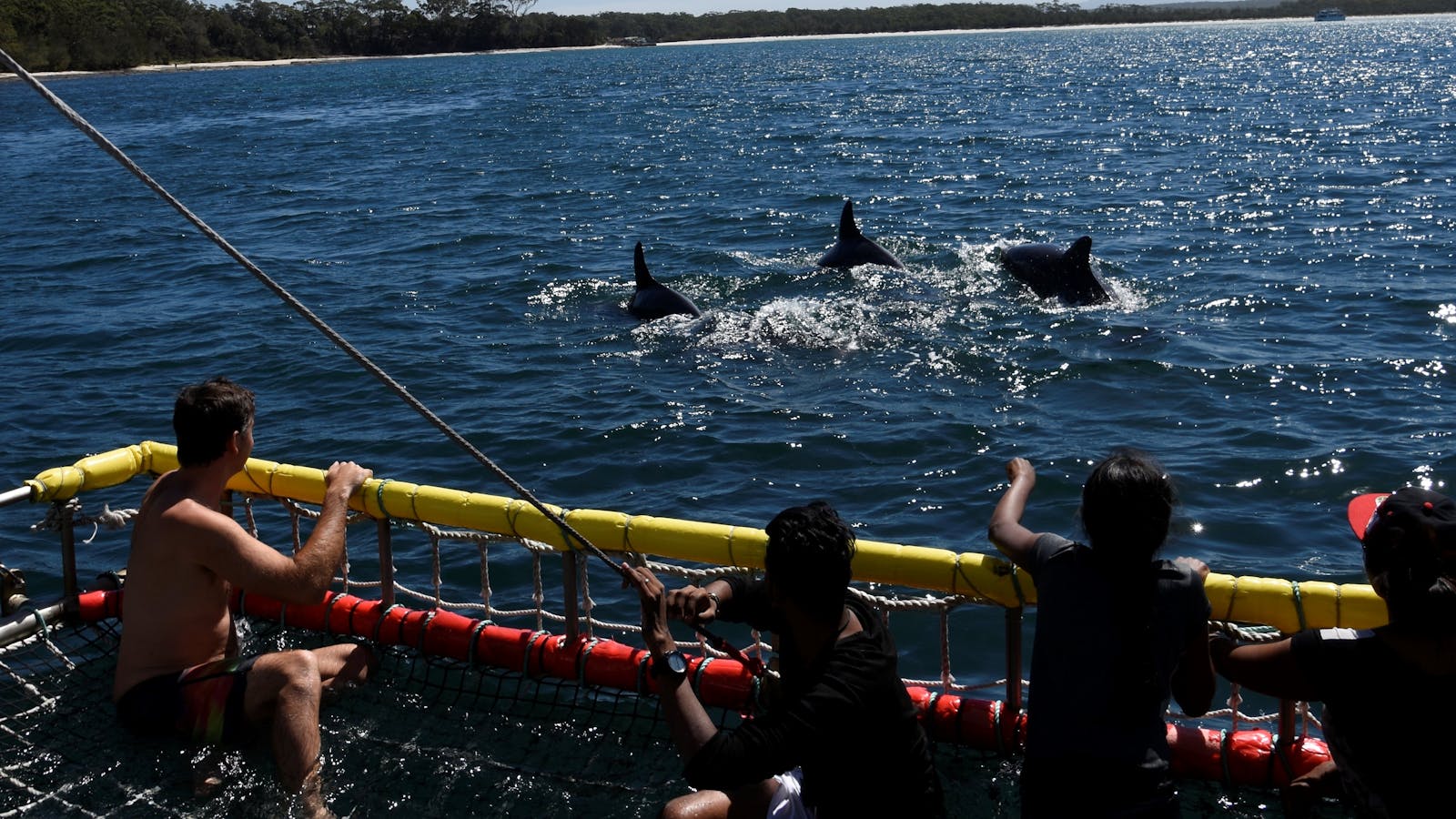 Summer Boom Net & Dolphins