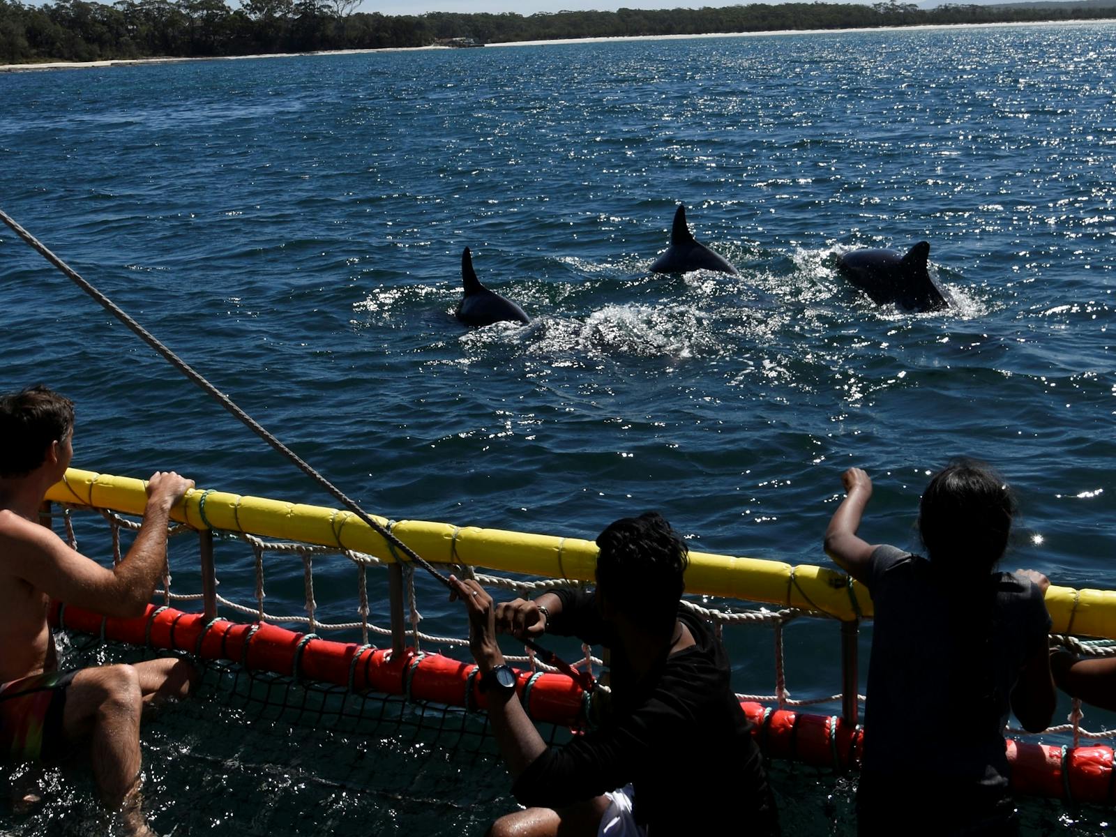 Summer Boom Net & Dolphins