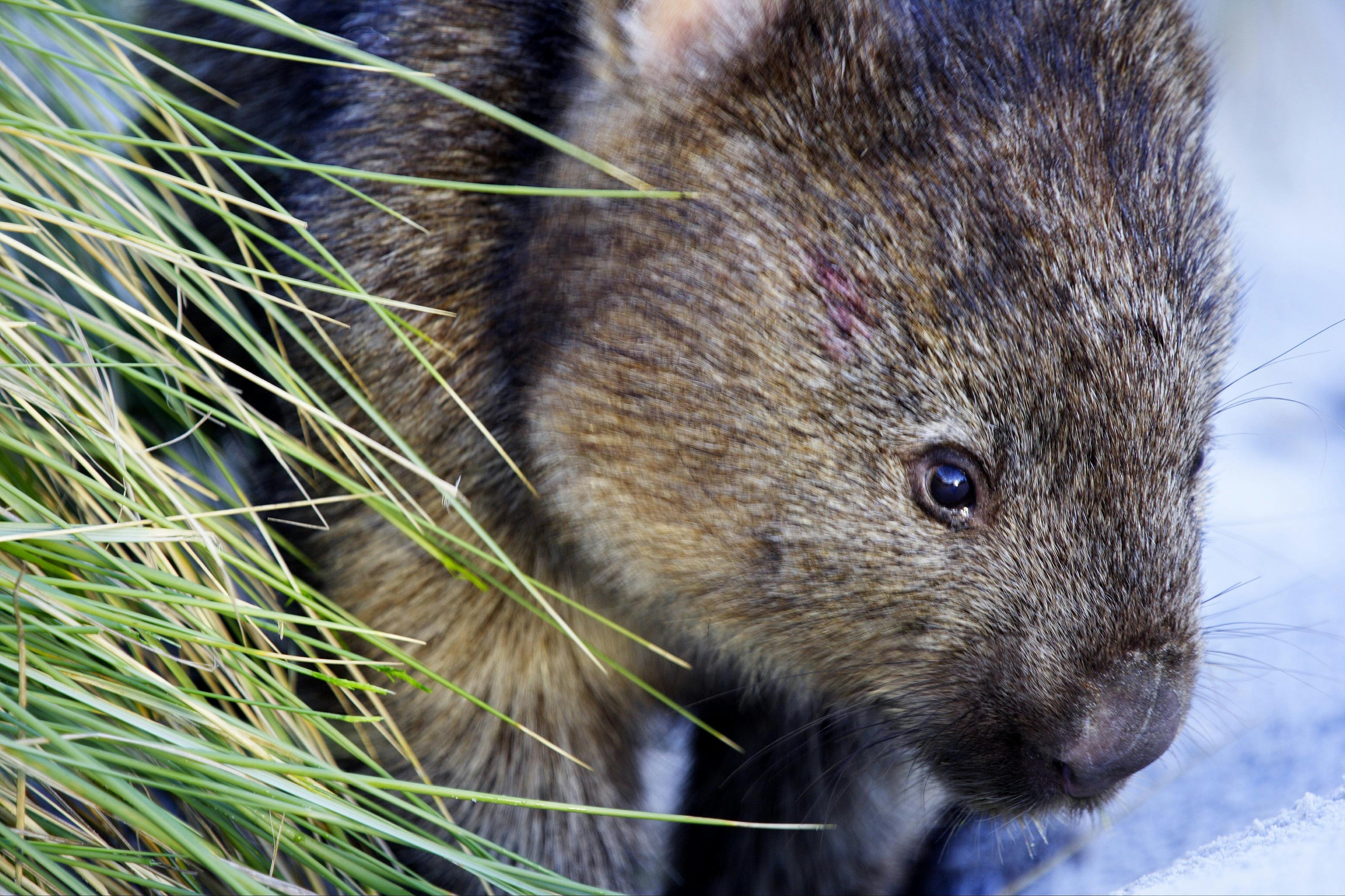 Mount William National Park