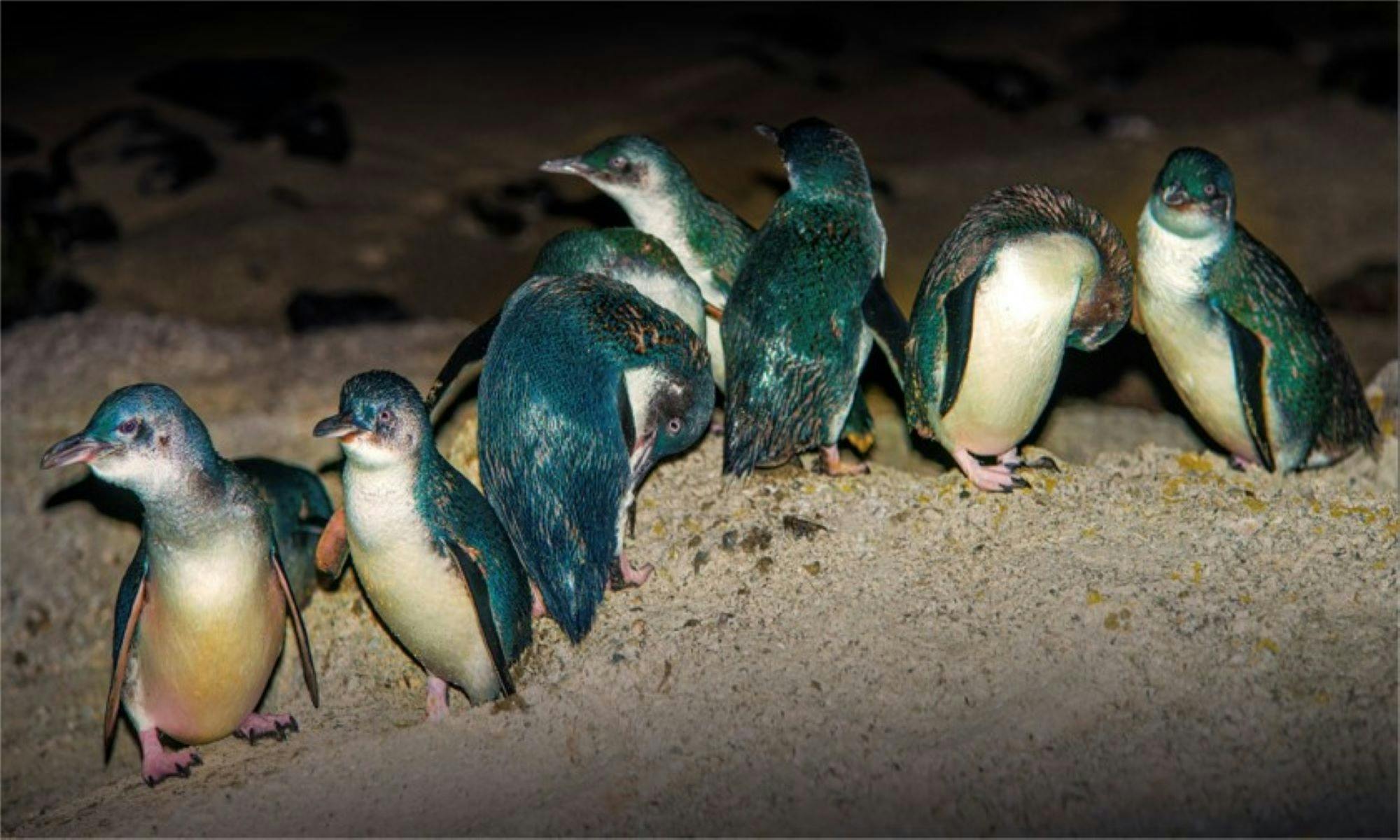 King Island Tours