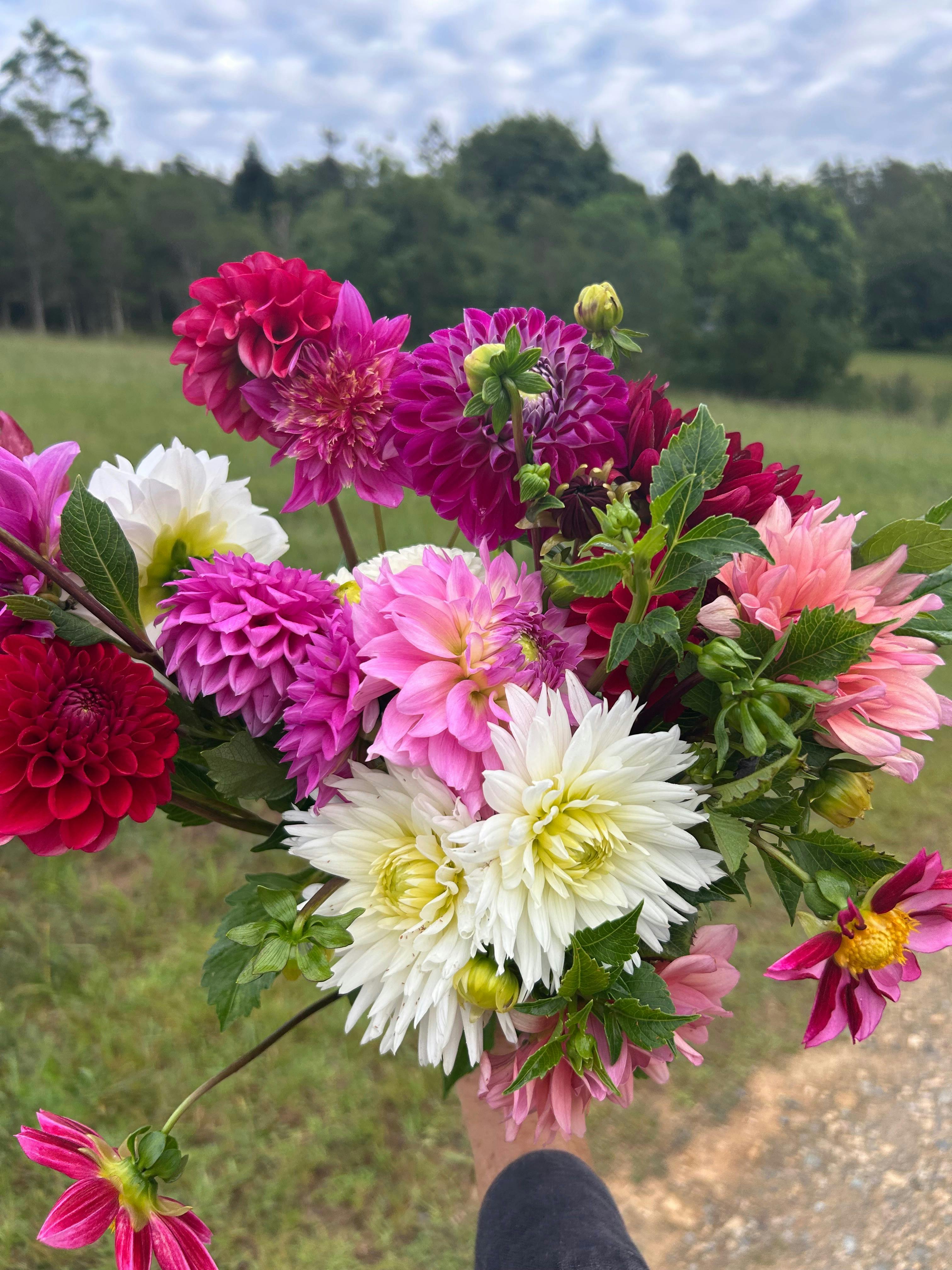 Dahlias in a variety of pinks, white and red