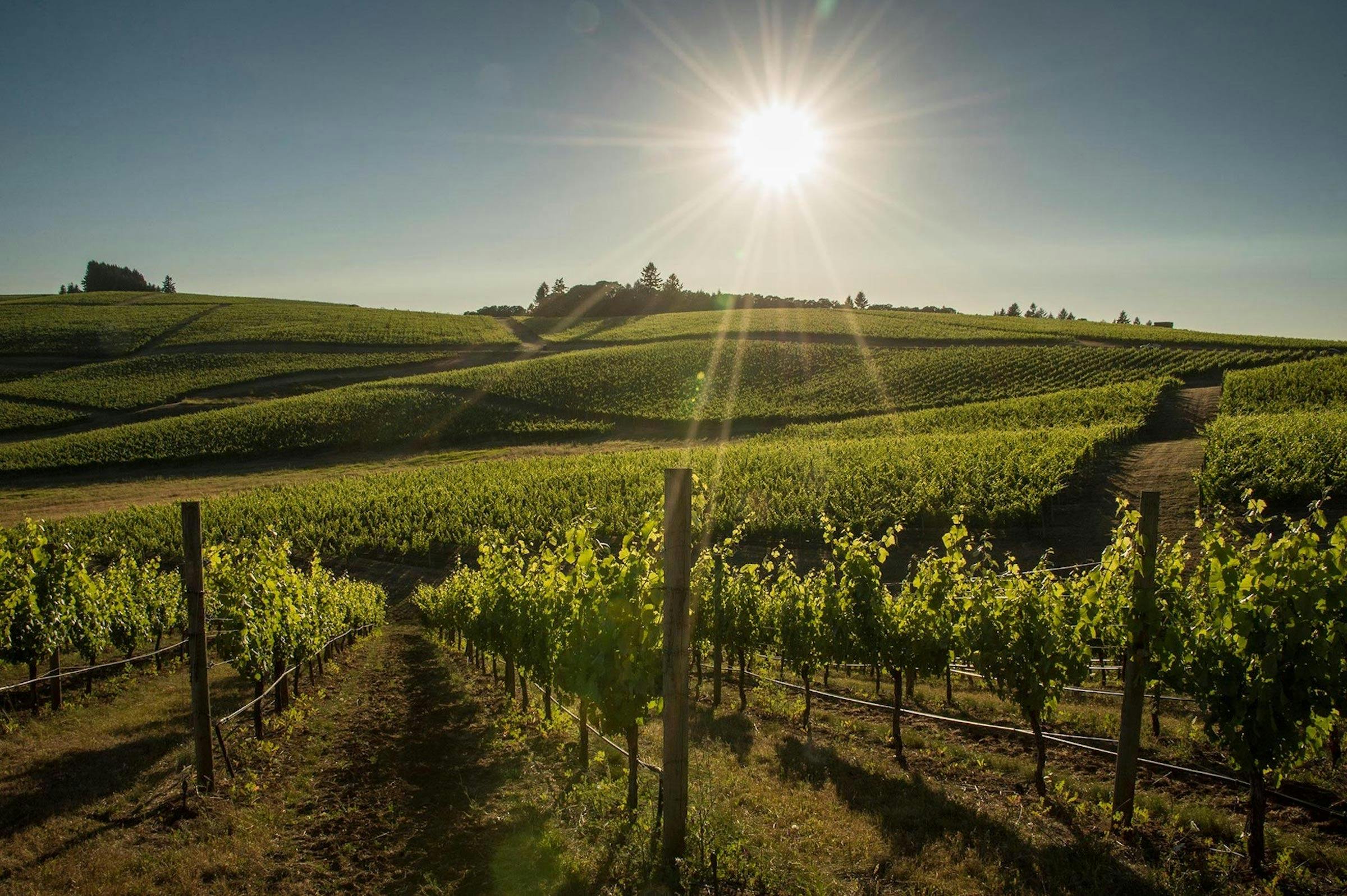 Cherry Tree Hill Wines