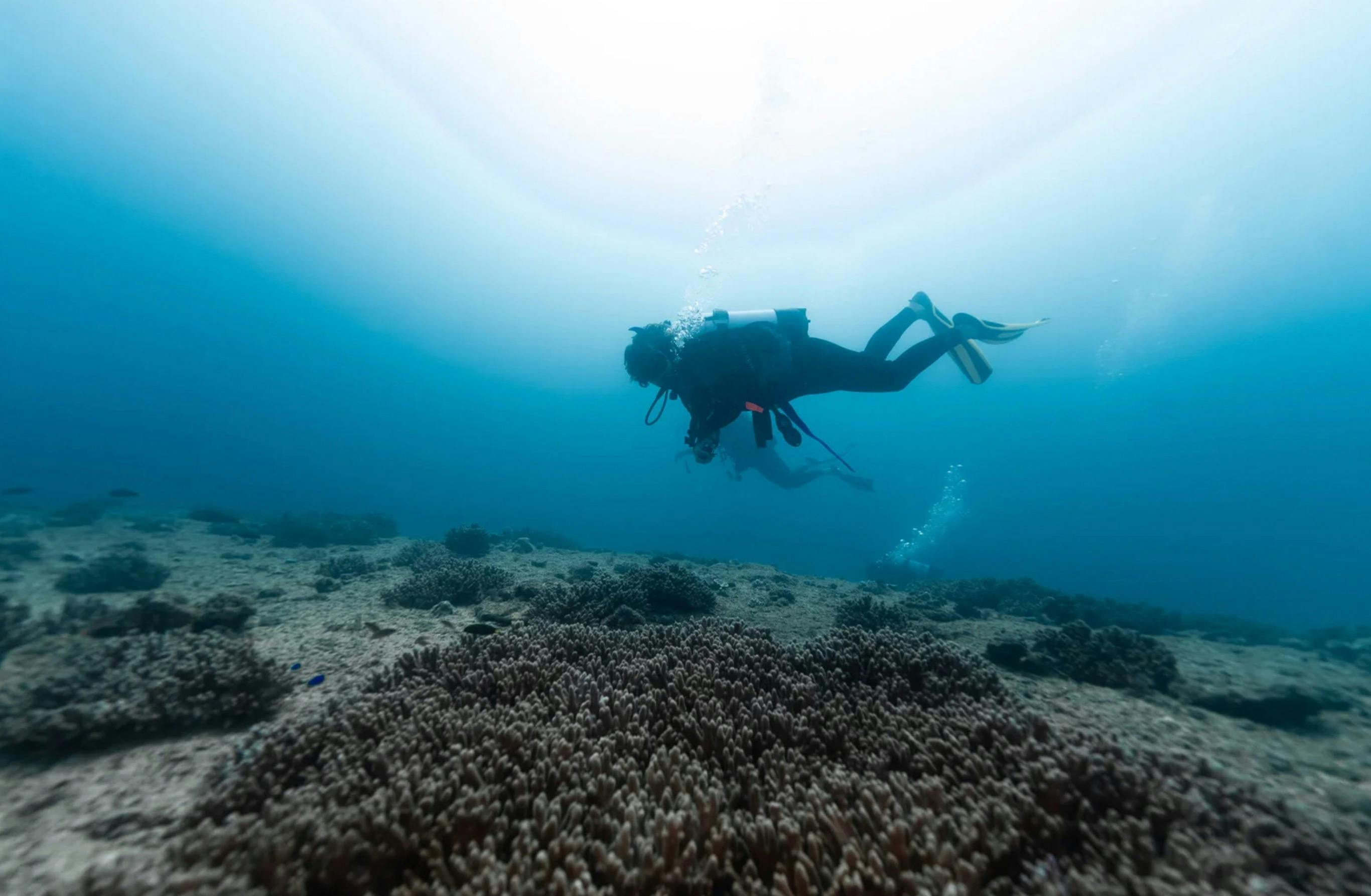 Dive Site - the gardens