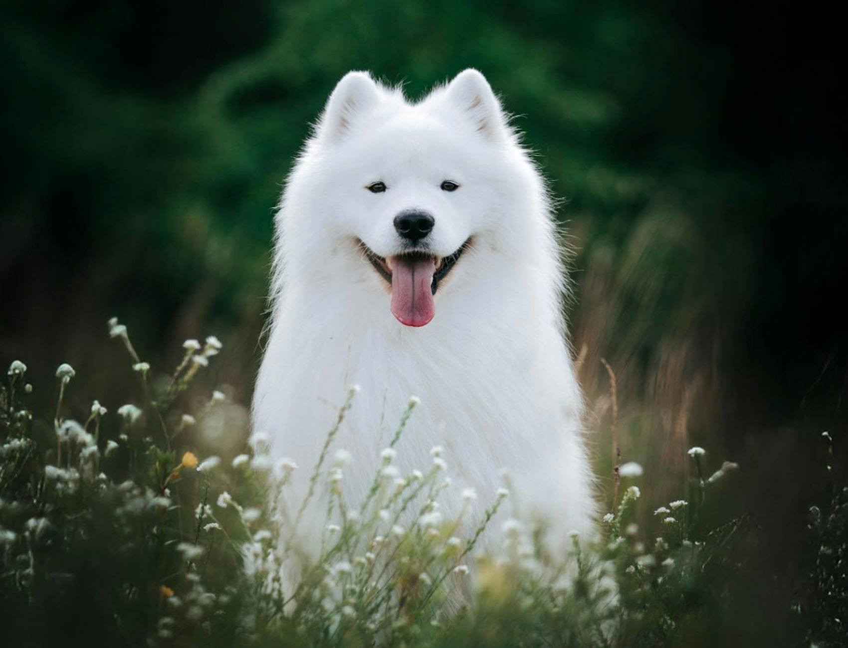 Top Dog Film Festival World Tour 2026