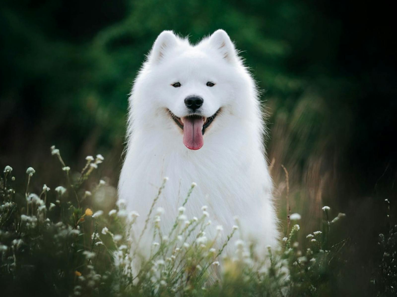 Top Dog Film Festival 2026 Top Dog Film Festival 2026