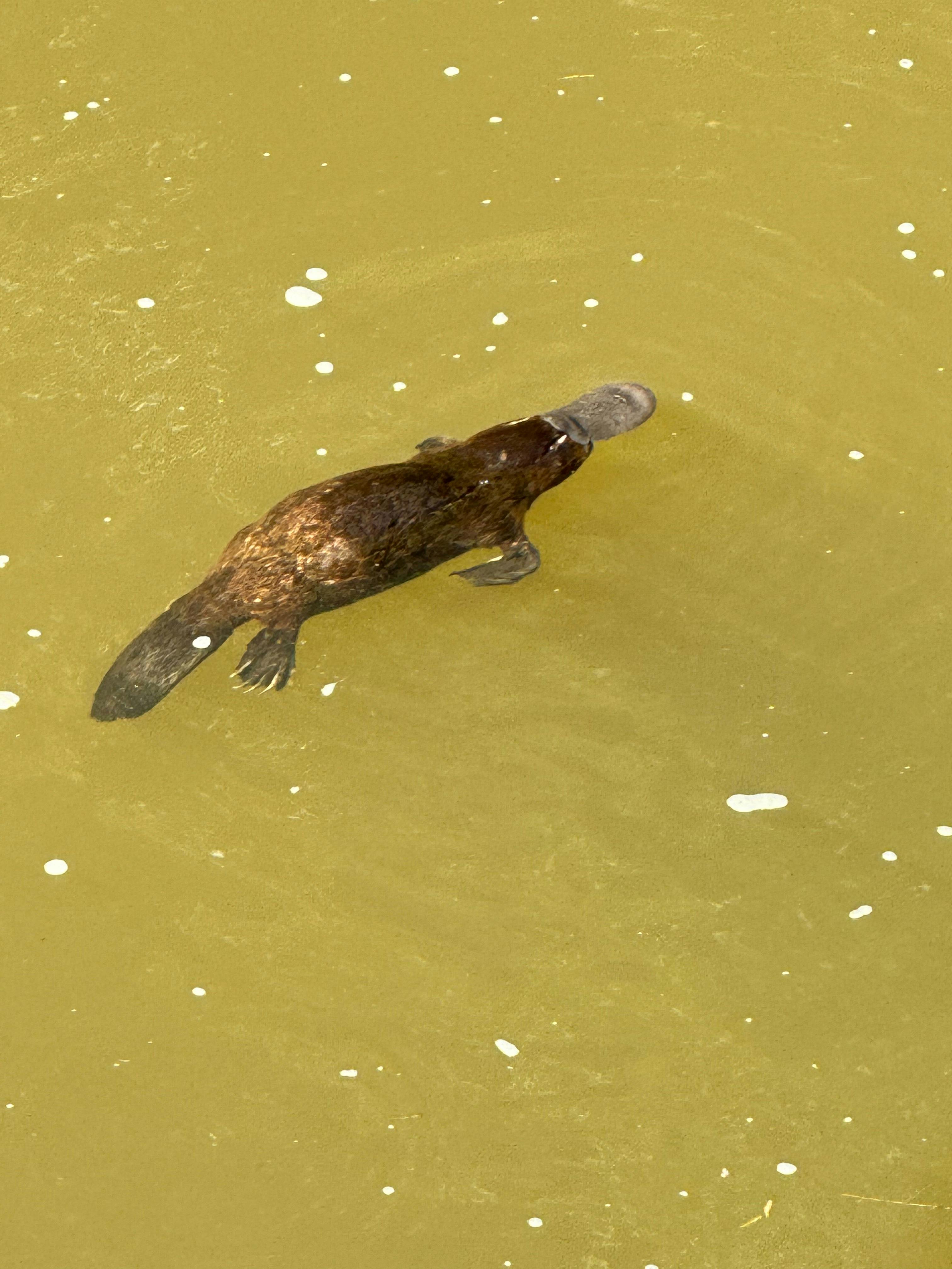 Eungella Wild Platypus Experience
