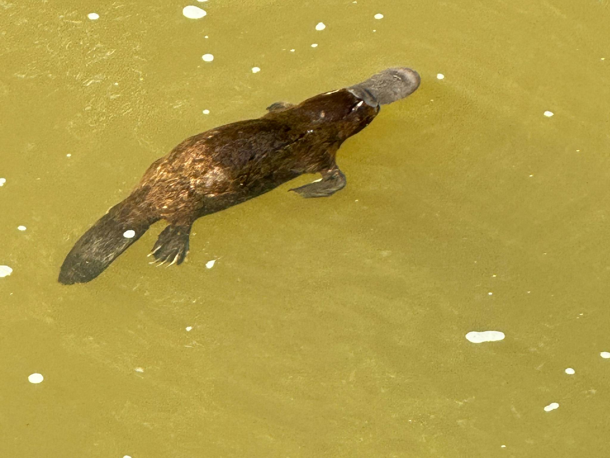 Platypus Platypus