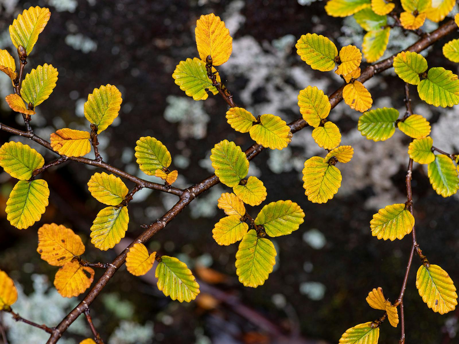 Deciduous beech, or fagus, leaves at Mt Field National Park Tasmania
