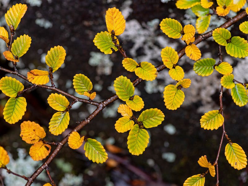 Deciduous beech, or fagus, leaves at Mt Field National Park Tasmania