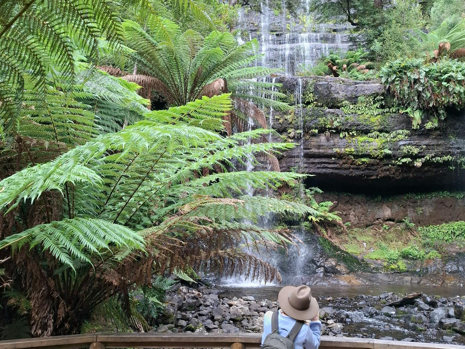 Lush Ferns and rainforest