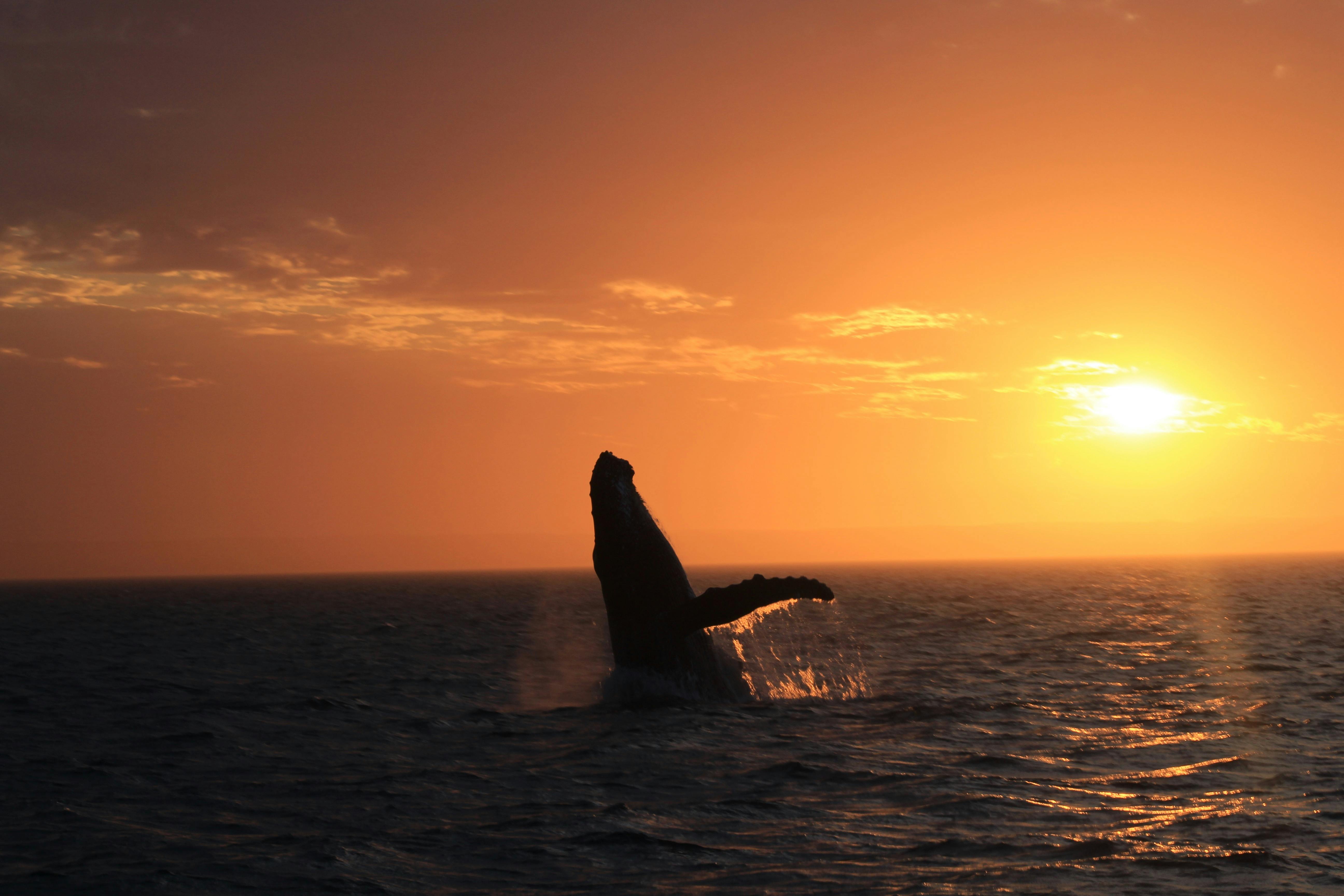 Exmouth Dive and Whalesharks Ningaloo, Exmouth, Western Australia