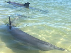 Dolphin Discovery Centre, Bunbury, Western Australia