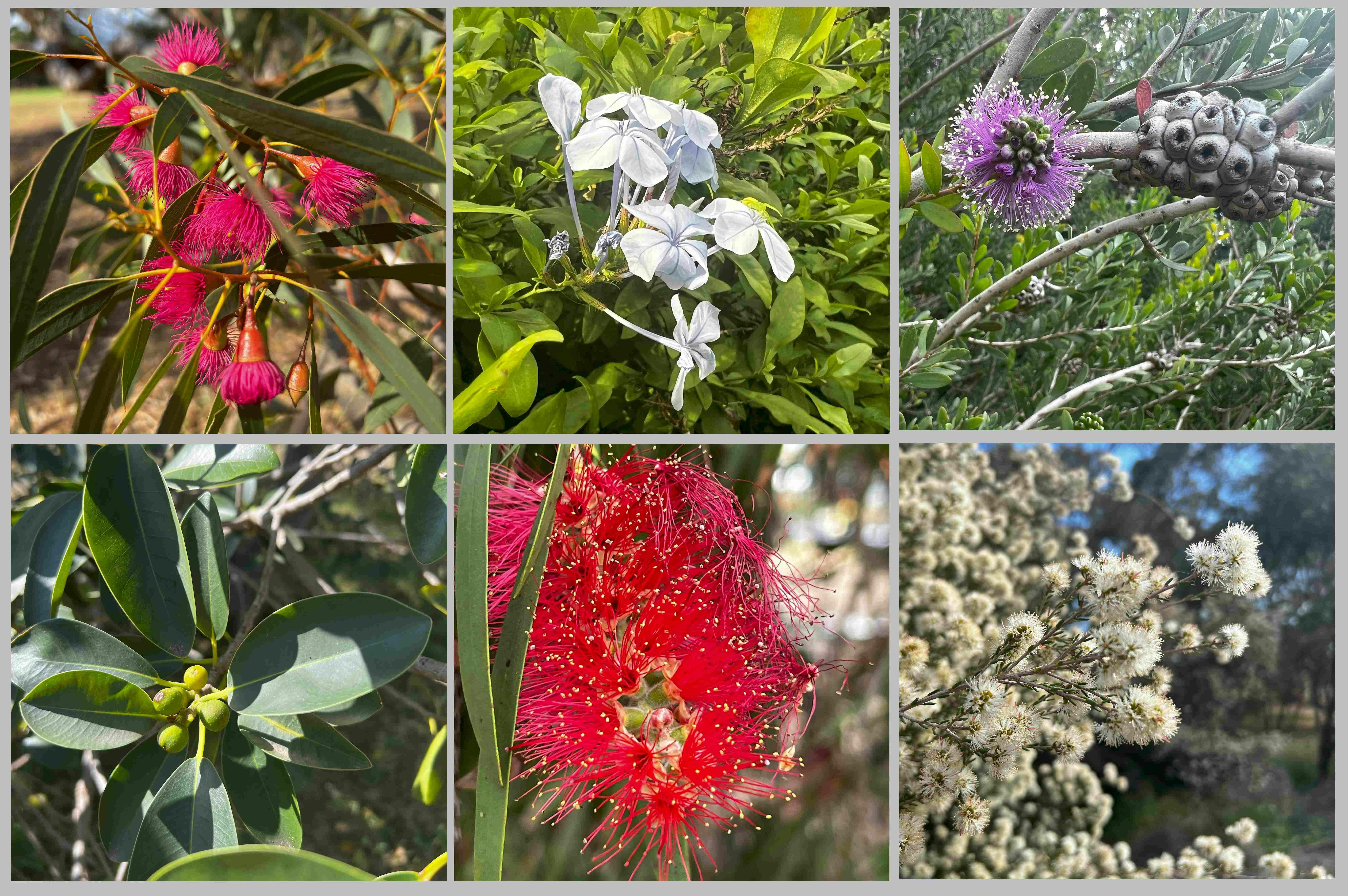 Guided Walk through northern Parks 1 & 2 off Jeffcott Rd